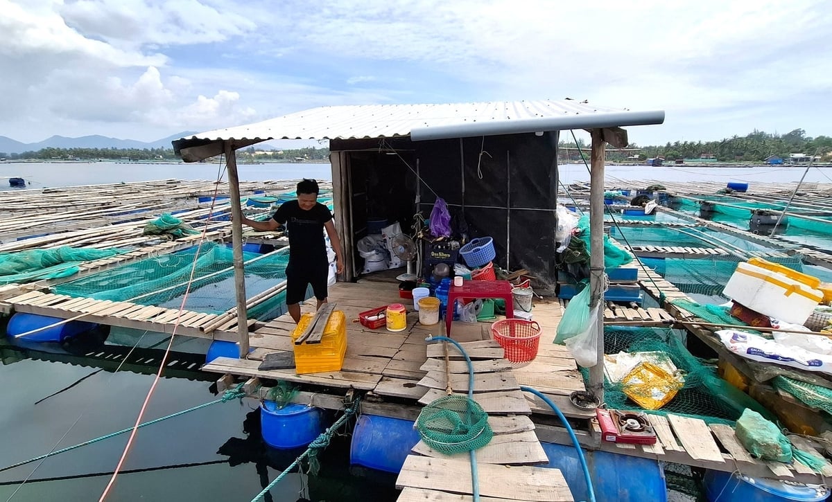 Người nuôi tôm đầm Cù Mông, phía Đông tỉnh Đắk Lắk vớt tôm vào thùng xốp sục oxy. Ảnh: N.Ngạn.