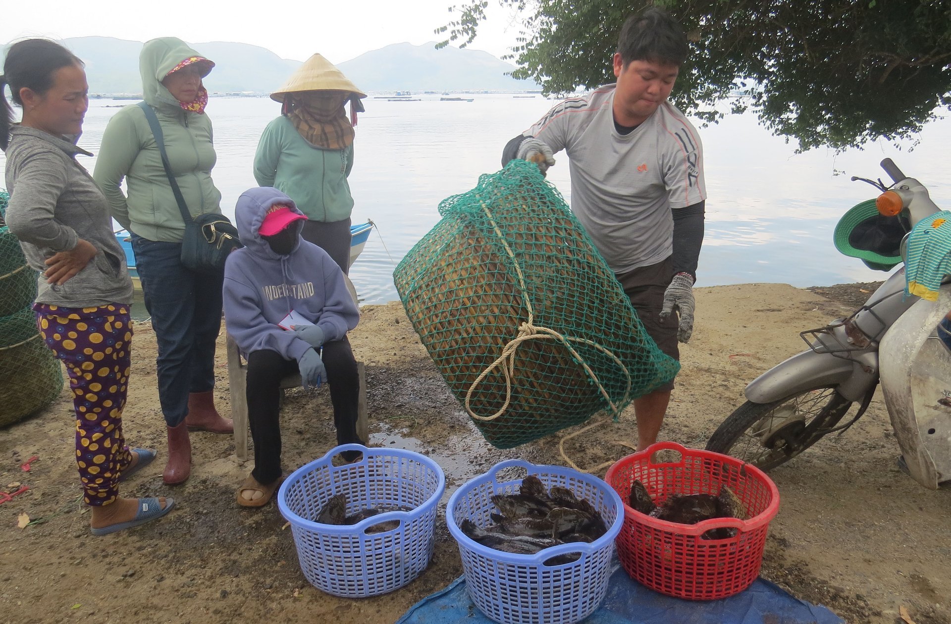 Người dân ở Đắk Lắk vớt cá mú còn nhỏ chưa bán thương phẩm được bỏ vào thùng xốp để vận chuyển đi nơi khác tránh bão số 13 Ảnh: N.Ngạn.