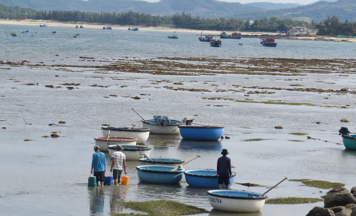 Hộ nuôi ở xã Ô Loan, ra bè chủ động di chuyển lồng nuôi đến nơi an toàn, nhằm giảm thiểu thiệt hại. Ảnh: Mạnh Hoài Nam.