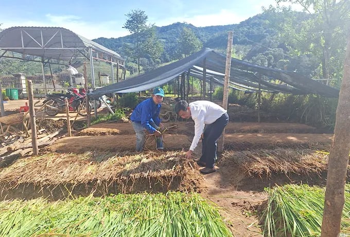 Φυτώριο καφέ για την παροχή σπορόφυτων σε ανθρώπους