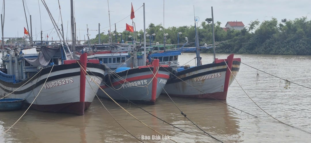 Pescarii din districtul Tuy Hoa își aduc bărcile la ancoră de-a lungul râului Chua. Fotografie: Tuyet Huong