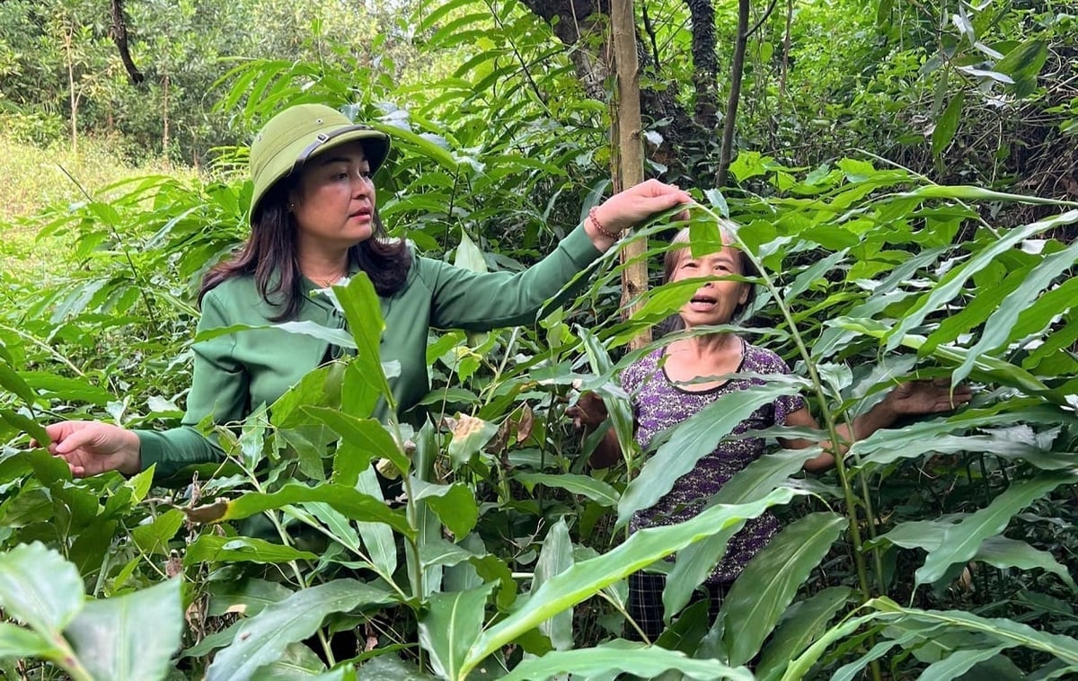 Chủ tịch UBND xã Thiện Long (bên trái) trao đổi với người dân về kỹ thuật trồng, chăm sóc cây sa nhân dưới tán rừng. Ảnh: Hoàng Nghĩa.