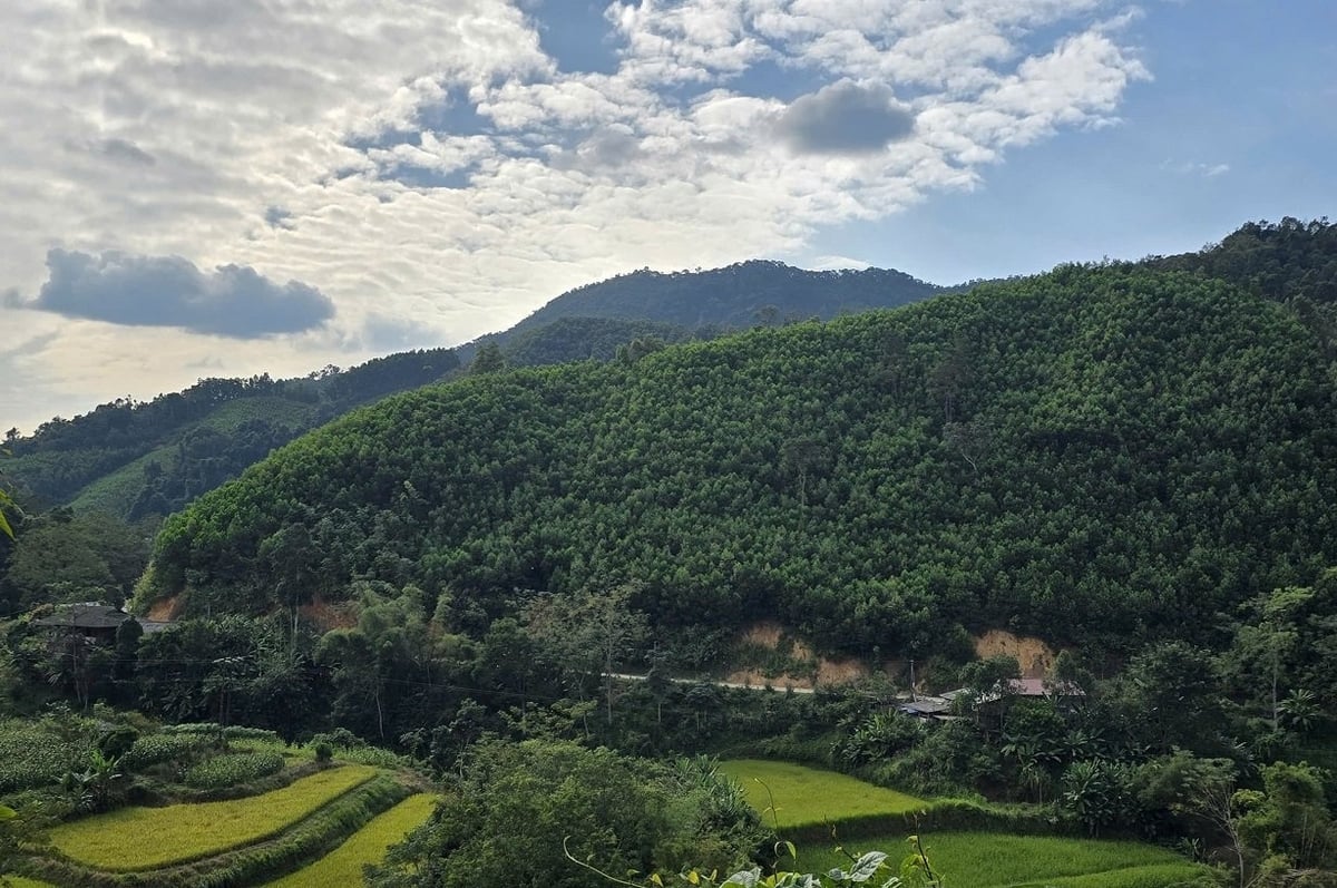 Xã Thiện Long chọn kinh tế rừng làm trụ cột, từng bước tạo nền tảng giảm nghèo bền vững. Ảnh: Hoàng Nghĩa.