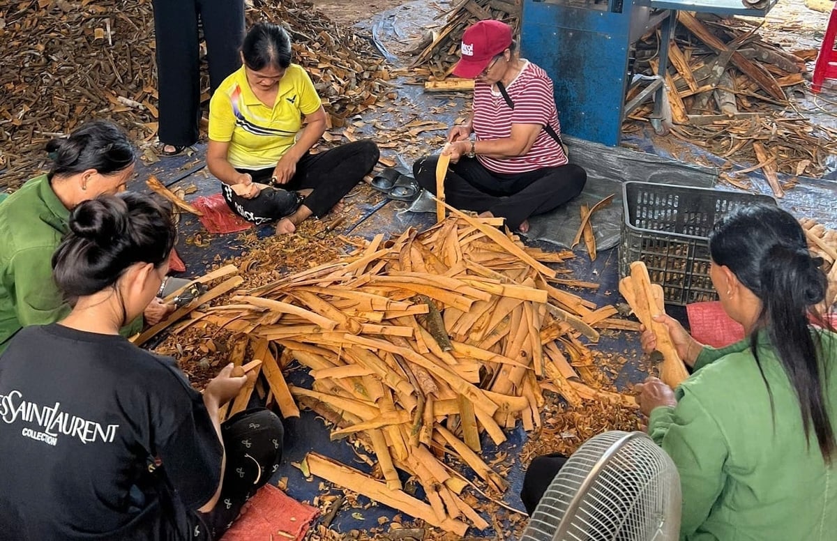 Người dân Thiện Long sơ chế vỏ quế sau thu hoạch để chuẩn bị đưa vào phơi, sấy làm nguyên liệu. Ảnh: Hoàng Nghĩa.