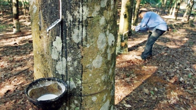 Giá cao su hôm nay 5/11/2025 ở trong nước và thế giới mới nhất