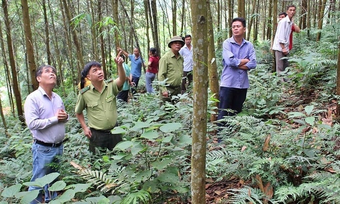 Survei untuk mengumpulkan informasi tentang pemberian kode area pertumbuhan di Provinsi Tuyen Quang. Foto: VAFS. Khảo sát thu thập thông tin cấp mã số vùng trồng tại tỉnh Tuyên Quang. Ảnh: VAFS.