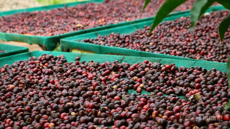 Provincie Gia Lai se 107 400 hektary pěstované kávy si je jistá produkcí vysoce kvalitních kávových zrn, která jsou schopna dobýt i ty nejnáročnější trhy. Foto: Hien Mai