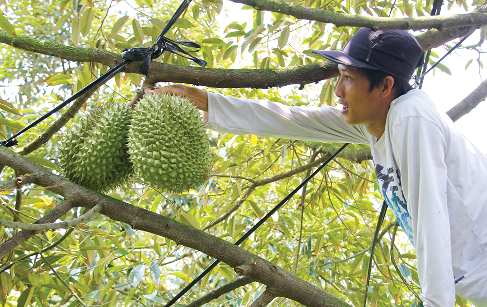 Inovasi dalam berpikir untuk mewujudkan transformasi hijau