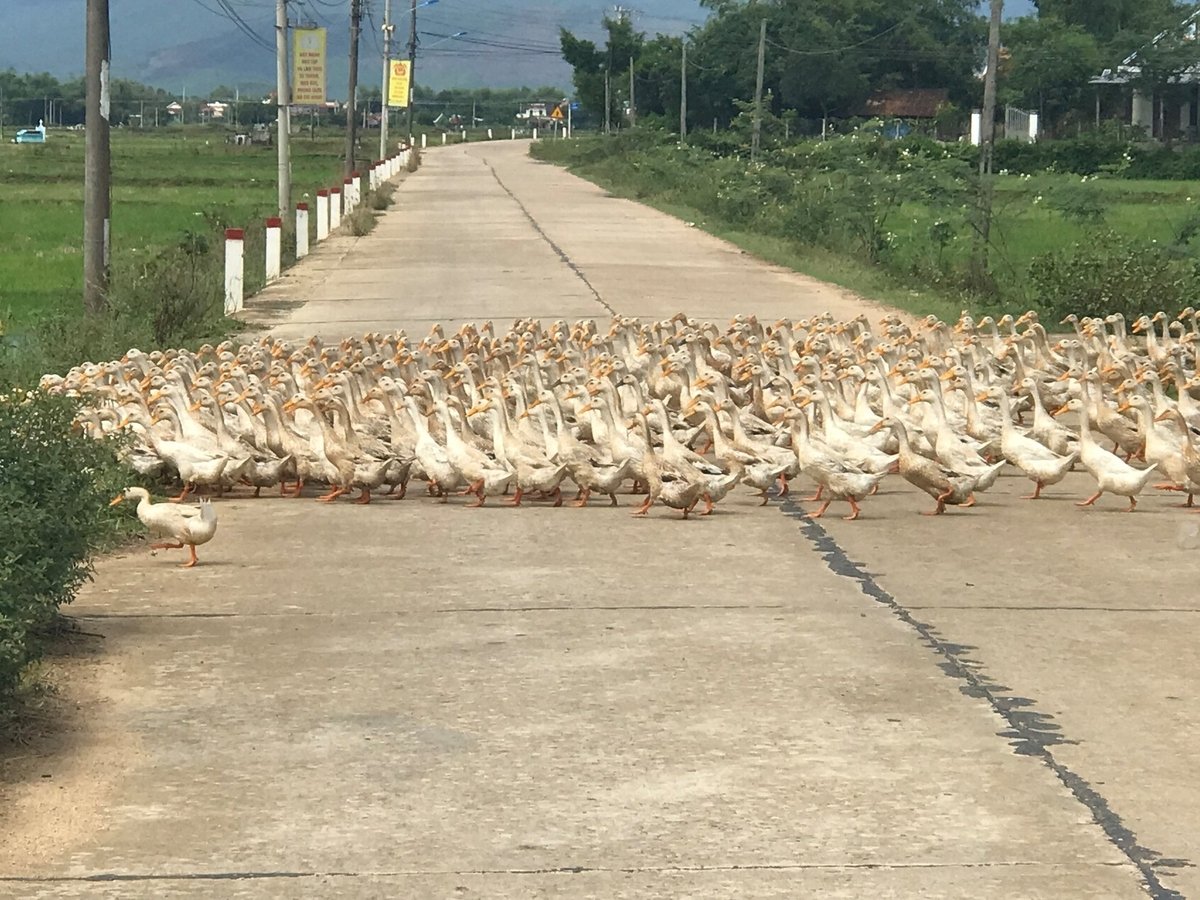 Trước bão, người chăn nuôi vịt lùa vịt tập trung lại một chỗ để tránh thiệt hại. Ảnh: V.Đ.T.