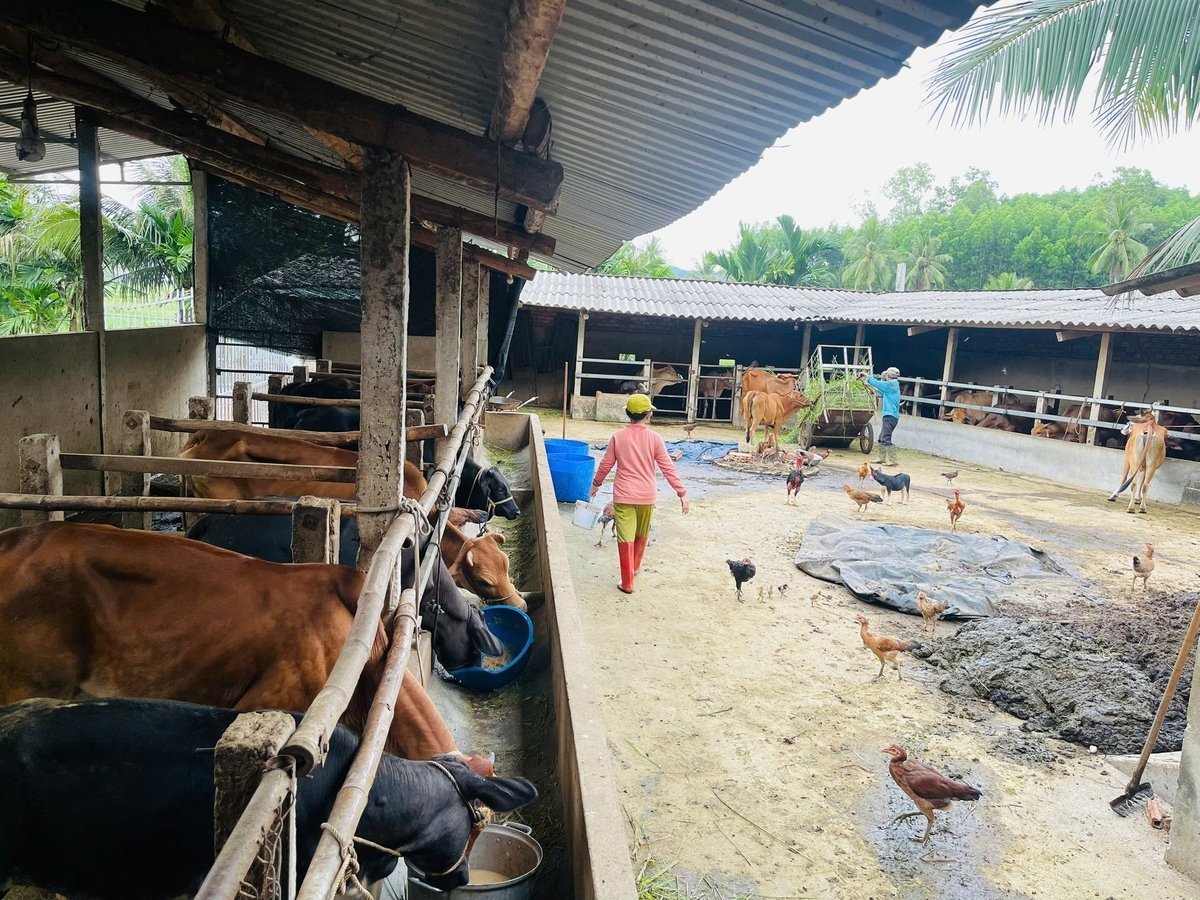 Chuồng bò của ông Đới Văn Dần ở xã Hoài Ân đã được xây tường, giờ ông bao bạt phần trên còn trống để tránh gió thốc vào. Ảnh: V.Đ.T.