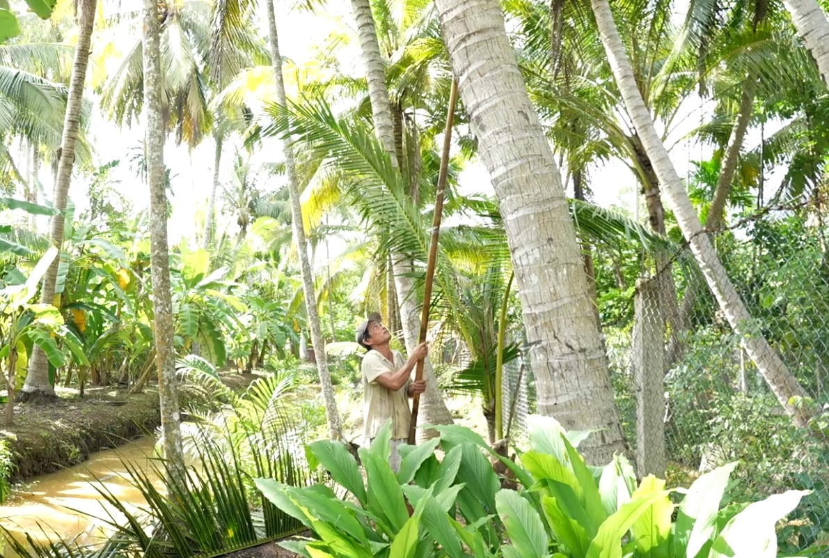 Nông dân chăm sóc dừa ở tỉnh Vĩnh Long. Ảnh: Minh Sáng.