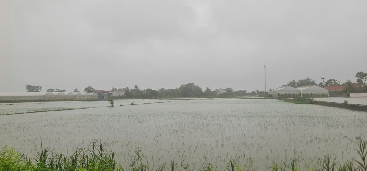Cánh đồng Bãi Nga Thành (xã Hồ Vương) chìm trong biển nước trong đợt bão 10 mới đây. Ảnh: UBND xã Hồ Vương cung cấp.