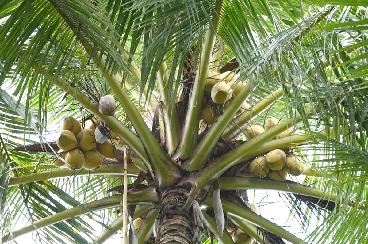 Vốn tín dụng đã giúp nhiều nông dân đầu tư, chăm sóc tốt hơn cho cây dừa. Ảnh: Minh Sáng.