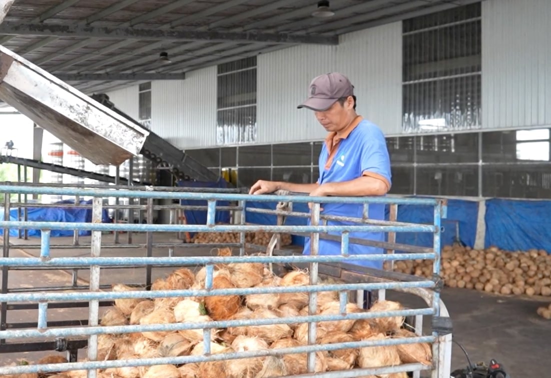 Köper råa kokosnötter på An Thoi Coconut Cooperative. Foto: Minh Sang. Thu mua dừa nguyên liệu ở Hợp tác xã dừa An Thới. Ảnh: Minh Sáng.