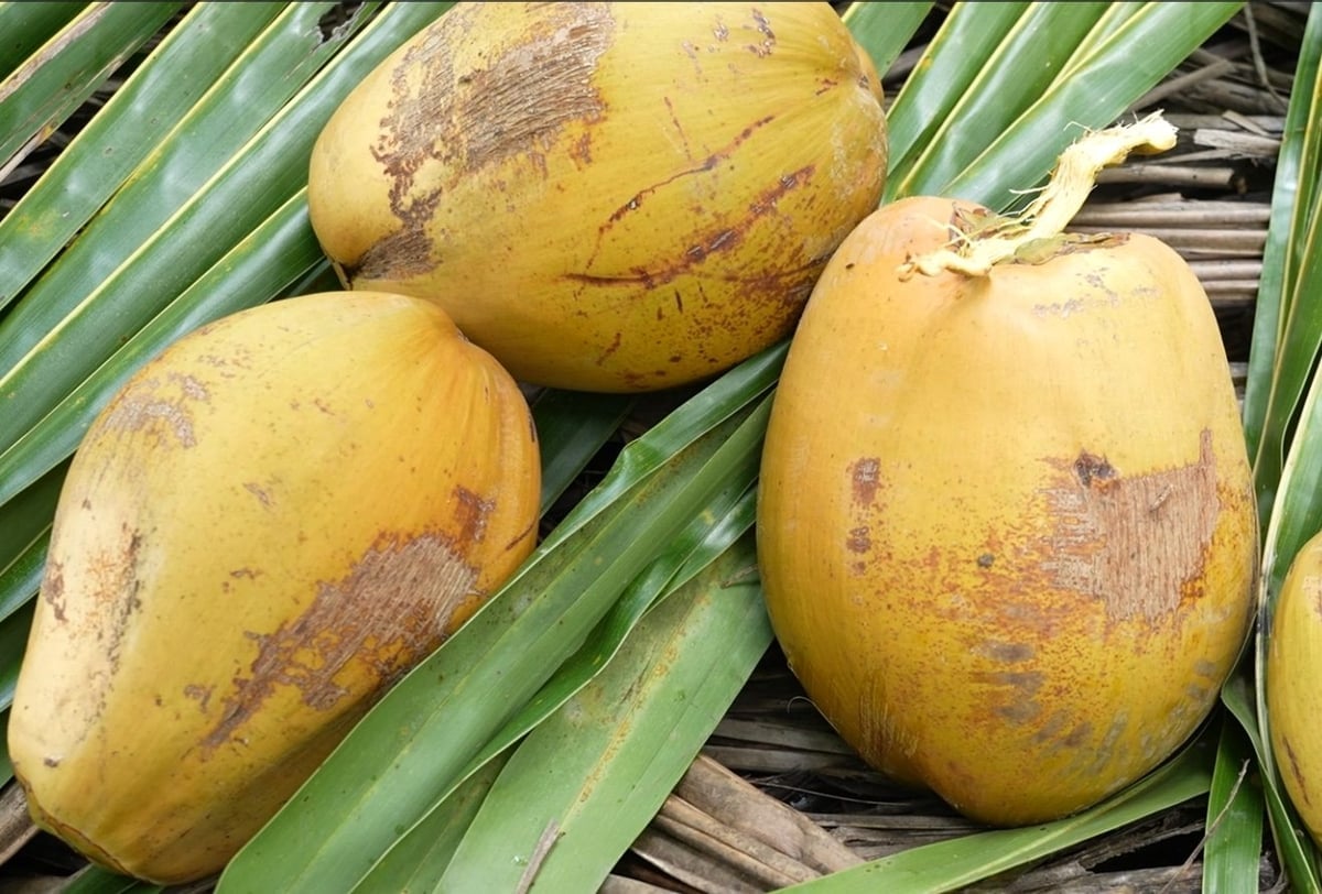 Många kokosnötträdgårdar i gamla Ben Tre har odlats med nya sorter och uppgraderats tack vare kreditkapital. Foto: Minh Sang. Nhiều vườn dừa ở Bến Tre cũ đã được thay đổi giống, được nâng cấp nhờ nguồn vốn tín dụng. Ảnh: Minh Sáng.