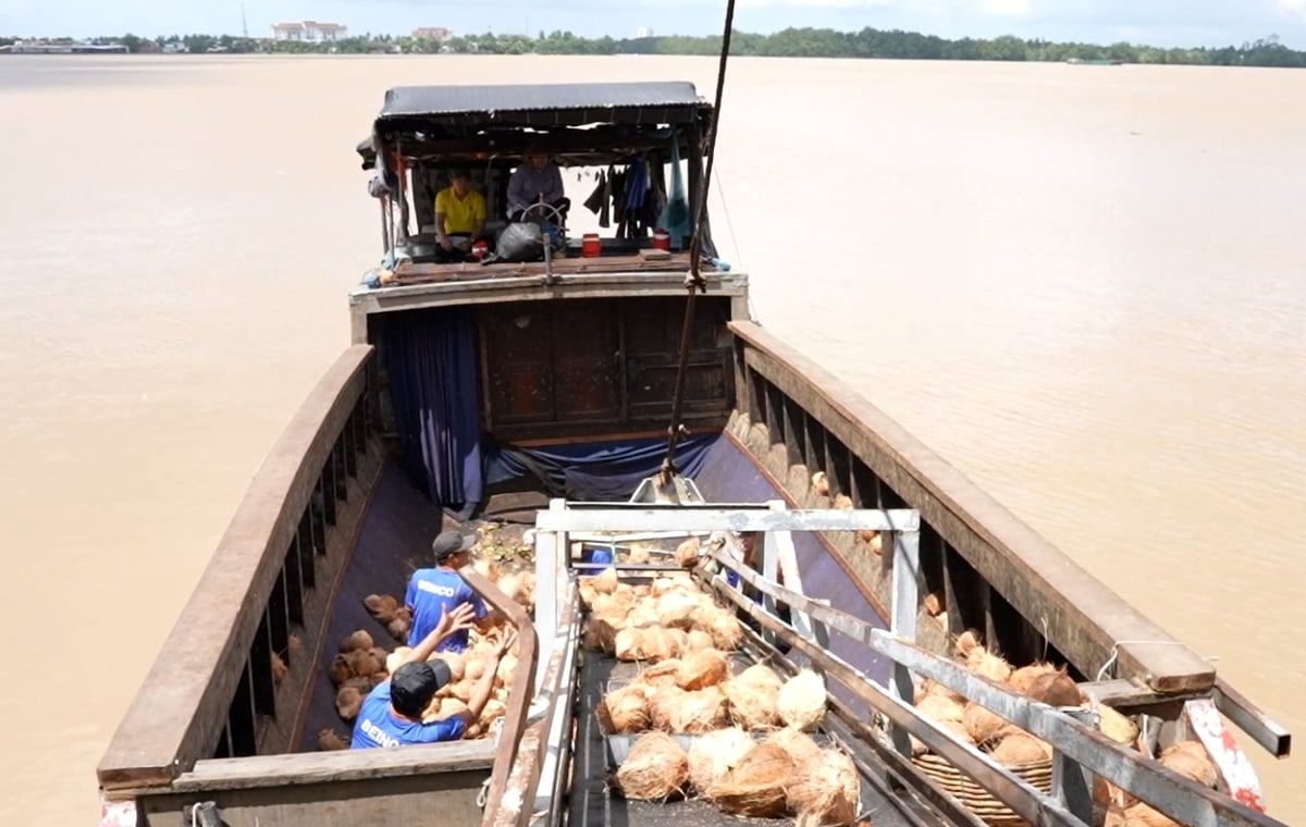 Αγορά ακατέργαστων καρύδων στον Συνεταιρισμό Καρύδας An Thoi. Φωτογραφία: Nguyen Thuy. Thu mua dừa nguyên liệu ở HTX dừa An Thới. Ảnh: Nguyễn Thủy.