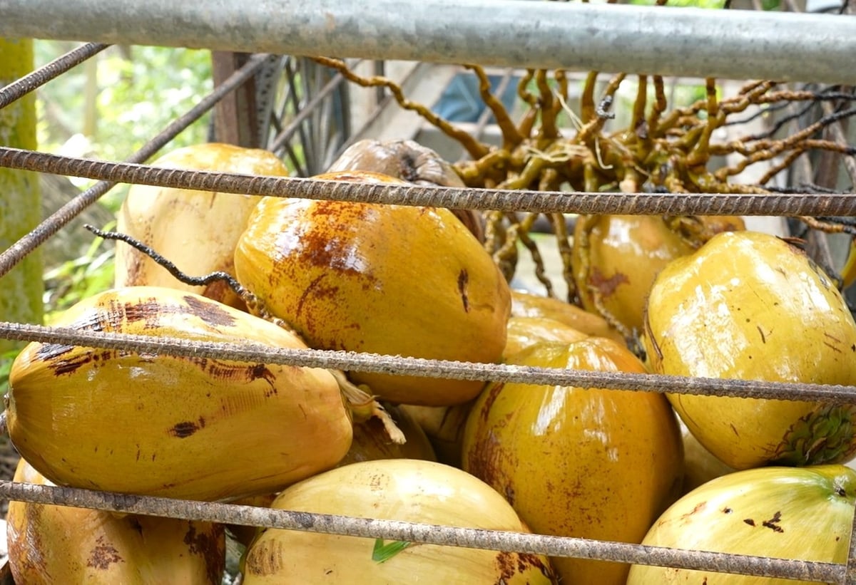 Νεοσυλλεγμένες καρύδες στο Vinh Long. Φωτογραφία: Nguyen Thuy. Dừa mới thu hoạch ở Vĩnh Long. Ảnh: Nguyễn Thủy.