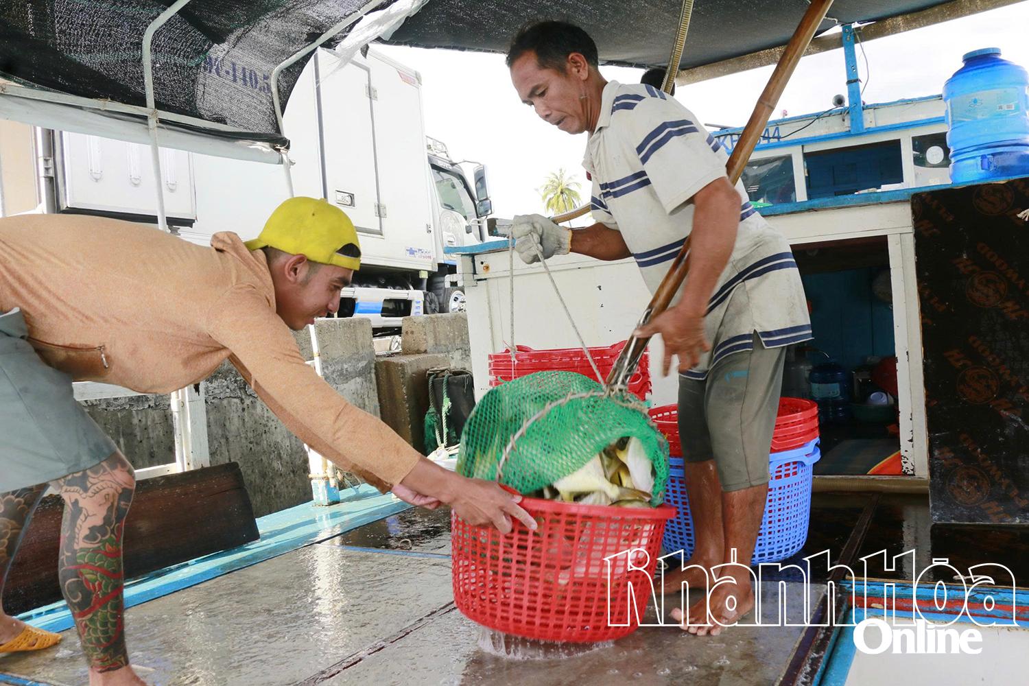 Người dân thu hoạch cá chim.