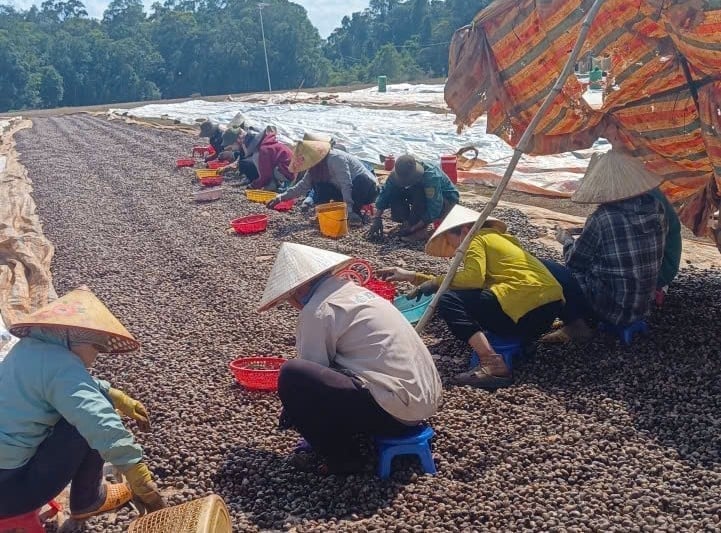 HTX  nông nghiệp điều hữu cơ Trảng Cỏ Bù Lạch của chị Thị Khưi tạo công việc lao động cho người dân địa phương. Ảnh: Thục Vy.