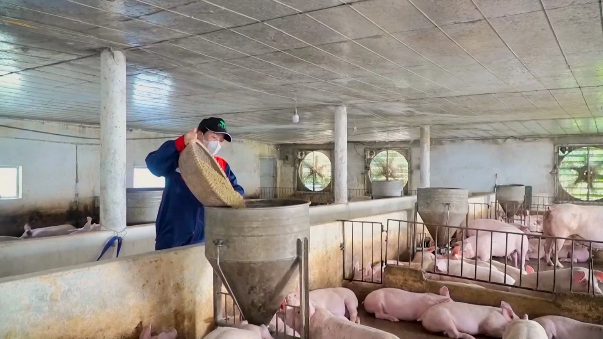 A sertéstelepek megkezdték állományaik helyreállítását, hogy kiszolgálhassák az év végi piacot - Fotó: T.L