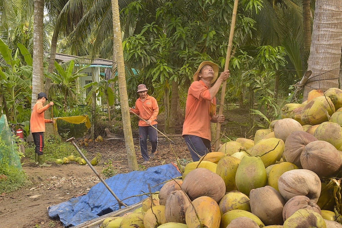 Skörd av ekologiska kokosnötter på Quoi Dien Cooperative, Vinh Long-provinsen. Foto: Minh Dam. Thu hoạch dừa hữu cơ tại Hợp tác xã Quới Điền, tỉnh Vĩnh Long. Ảnh: Minh Đảm.