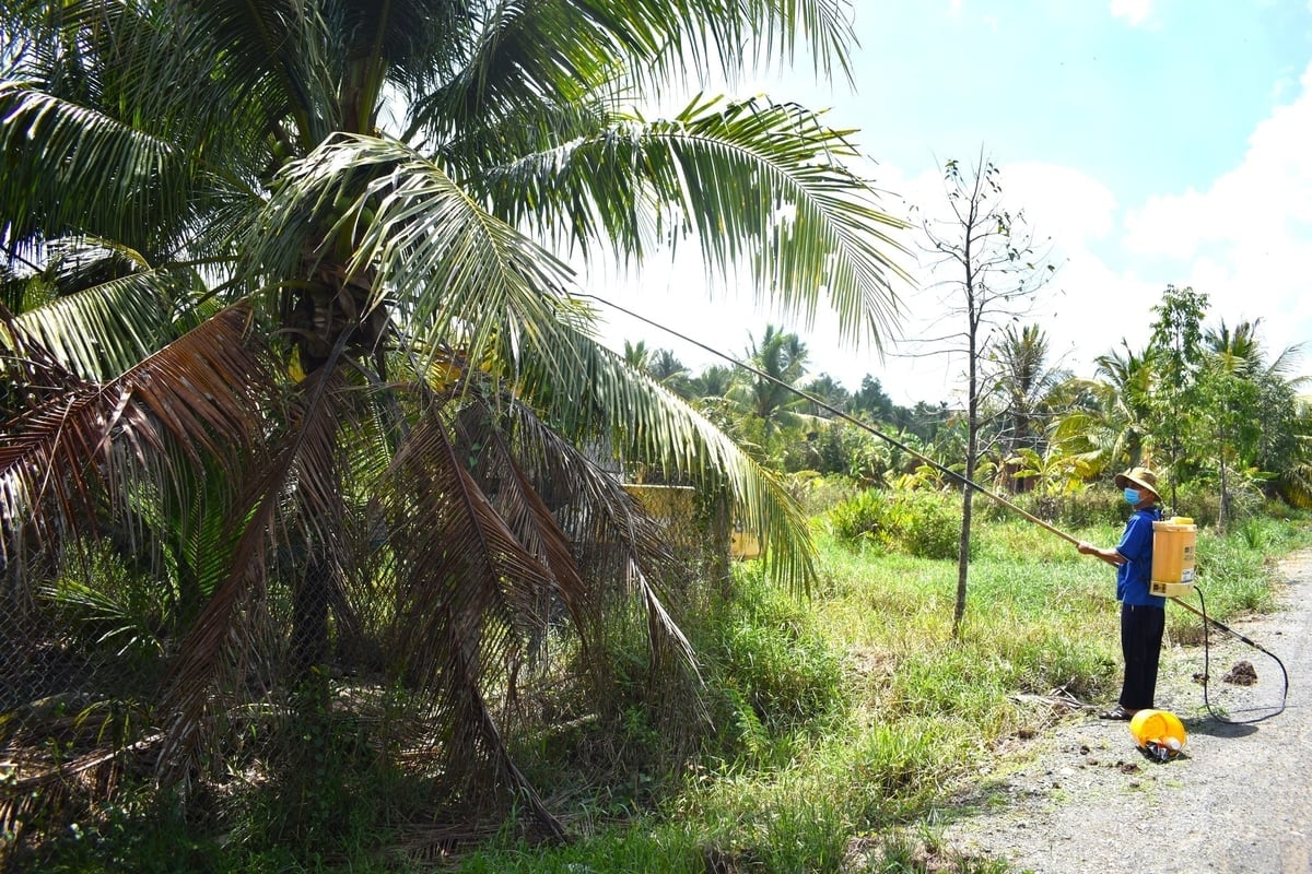 Jordbrukare sprutar biologiska bekämpningsmedel för att förhindra svarthuvade larver. Foto: Minh Dam. Nông dân phun thuốc bảo vệ thực vật sinh học phòng trừ sâu đầu đen. Ảnh: Minh Đảm.