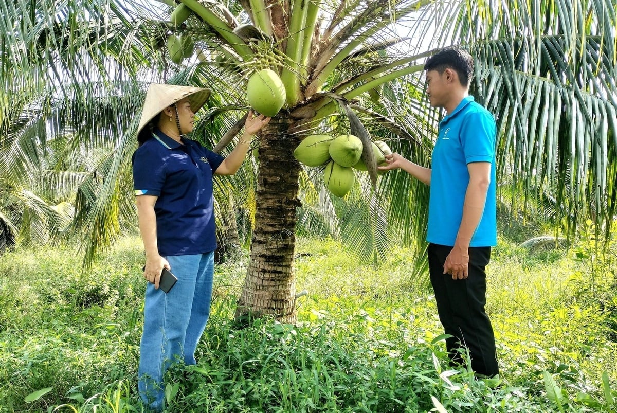 Demonstrationsmodellen för odling av vaxkokosnötsembryon vid Tra Vinh-universitetet är mycket effektiv. Foto: Minh Dam. Mô hình trình diễn trồng dừa sáp cấy phôi tại Trường Đại học Trà Vinh cho hiệu quả cao. Ảnh: Minh Đảm.