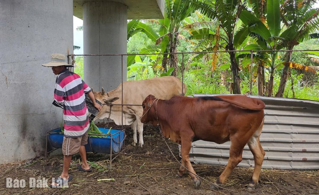 Домогосподарство пана Во Конг Чионга з кварталу Нгок Фуок 2, району Туй Хоа, перевезло своє стадо корів з району річки Ба у безпечне місце.
