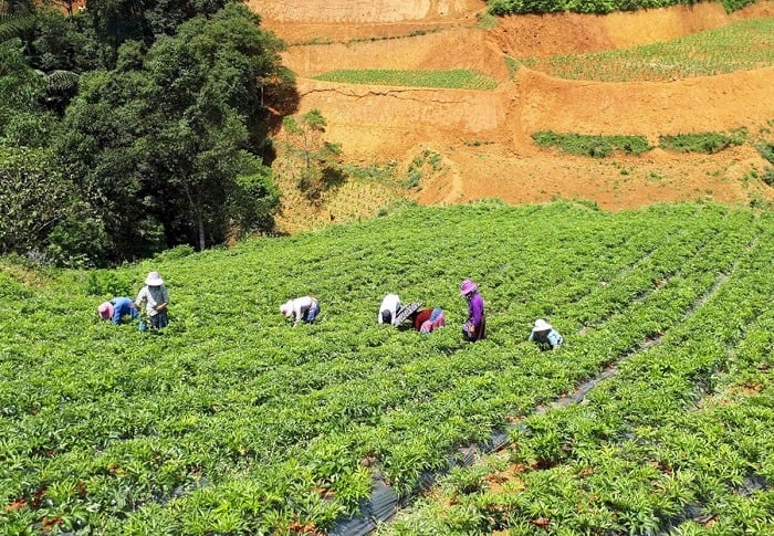 Политика развития национального бренда в направлении экспорта знаний и лекарственных средств - Фото 2. Chính sách phát triển thương hiệu Quốc gia hướng tới xuất khẩu tri thức và sản phẩm dược liệu- Ảnh 2.