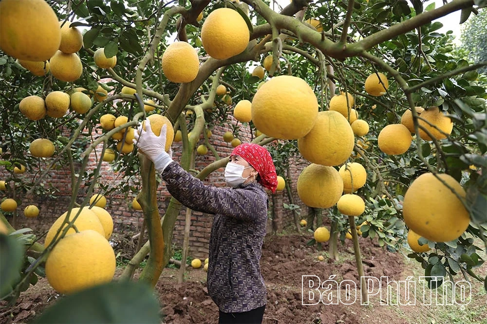 Những miền quê trù phú ven sông Hồng
