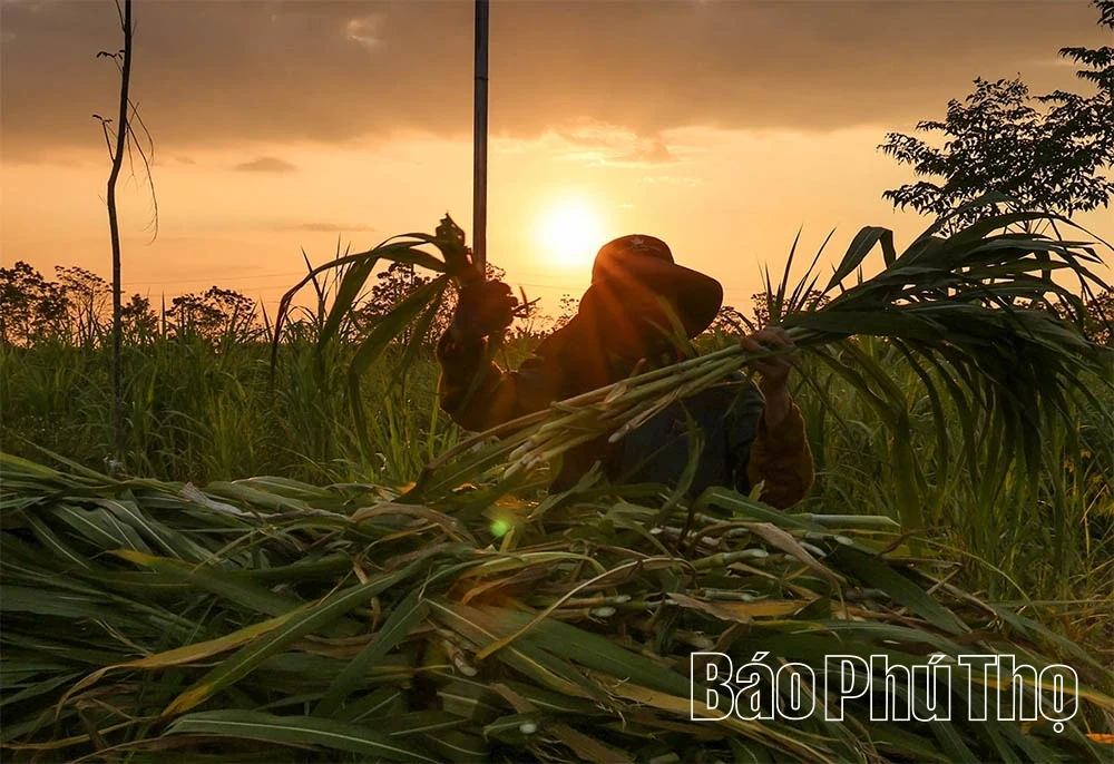 Những miền quê trù phú ven sông Hồng