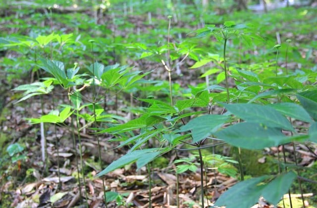 Đà Nẵng xác định dược liệu và sâm có tiềm năng phát triển lớn- Ảnh 1.