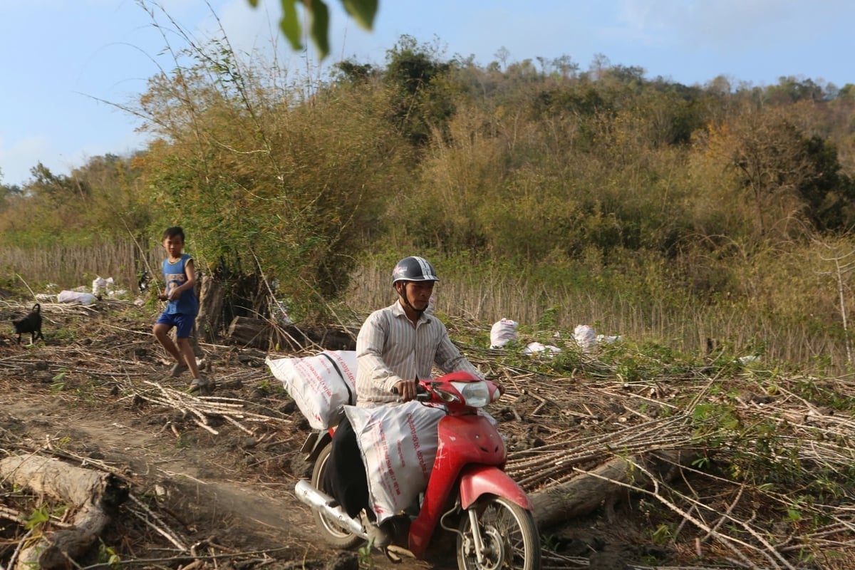 Οι αγρότες της Thanh Hoa συλλέγουν μανιόκα για να την πουλήσουν στο εργοστάσιο αμύλου μανιόκας Phuc Thinh. Φωτογραφία: Thanh Tam. Nông dân Thanh Hóa thu hoạch sắn bán cho Nhà máy tinh bột sắn Phúc Thịnh. Ảnh: Thanh Tâm.