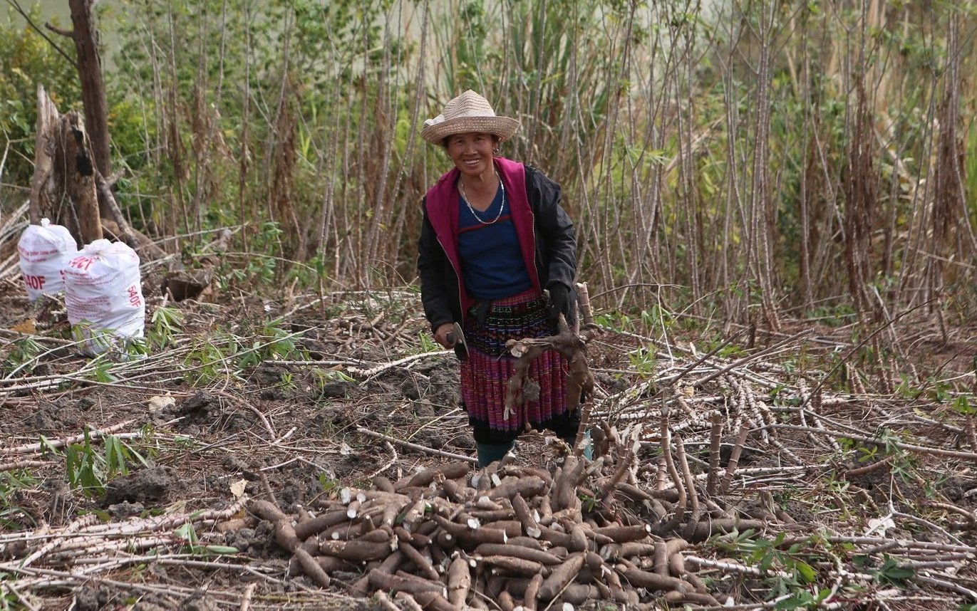 Οι άνθρωποι στην κοινότητα Muong Ly, στην επαρχία Thanh Hoa θερίζουν μανιόκα. Φωτογραφία: Thanh Tam. Người dân xã Mường Lý, tỉnh Thanh Hóa thu hoạch sắn. Ảnh: Thanh Tâm.