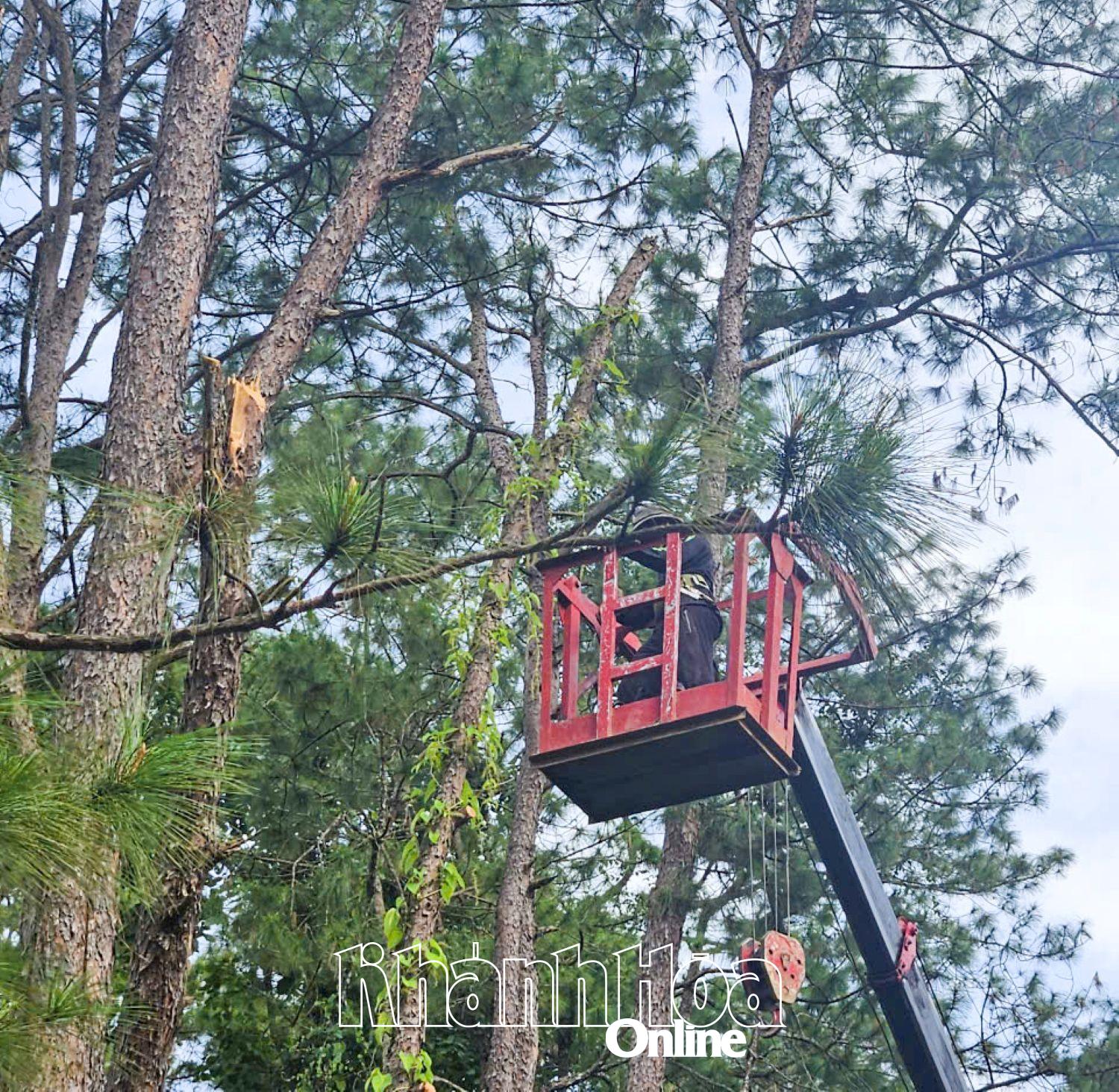 당국은 칸손 마을을 통과하는 9번 지방도로에서 쓰러질 위험이 있는 소나무 가지를 잘라내고 제거했습니다.