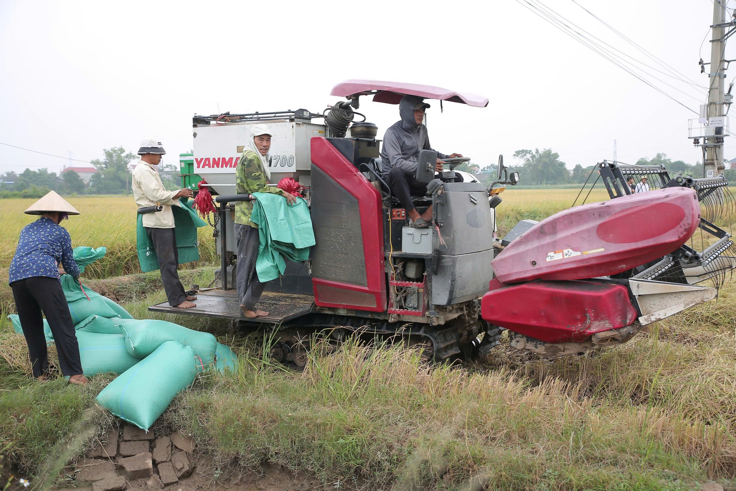 Para petani di Kelurahan Nam Dong memanen padi musim panas-gugur. Foto: Hoang Tuan