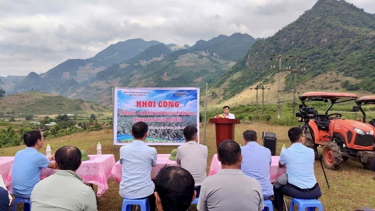 Lễ khởi công trồng dứa phát triển vùng nguyên liệu bền vững được tổ chức tại bản Rạng Đông, xã Pú Nhung, tỉnh Điện Biên. Ảnh: Hoàng Châu. 