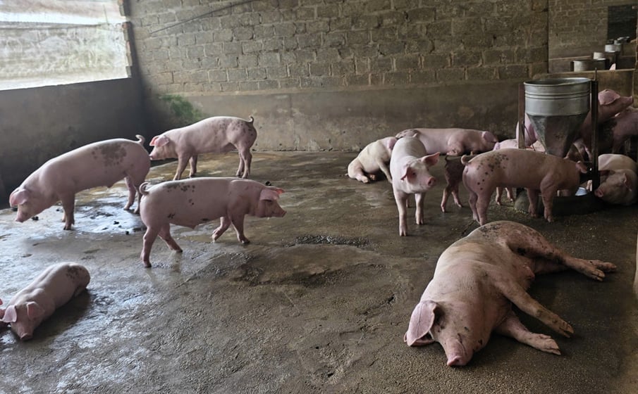 Currently, Phu Tho province has about 5,300 livestock farms, including more than 100 large-scale farms, 800 medium-scale farms and over 4,000 small-scale farms. Photo: Bao Ha. Hiện toàn tỉnh Phú Thọ có khoảng 5.300 trang trại chăn nuôi, trong đó hơn 100 trang trại quy mô lớn, 800 trang trại quy mô vừa và trên 4.000 trang trại quy mô nhỏ. Ảnh: Bảo Hà.