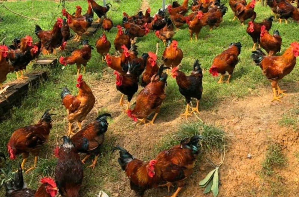 The province is implementing the project 'Building a model for producing multi-spurred chicken breeds in Tan Son district from selected genetic resources', preserving native breeds and developing local specialty products. Photo: Bao Ha. Tỉnh đang triển khai Dự án 'Xây dựng mô hình sản xuất con giống gà nhiều cựa huyện Tân Sơn từ nguồn gen đã chọn lọc', bảo tồn giống bản địa và phát triển sản phẩm đặc sản địa phương. Ảnh: Bảo Hà.