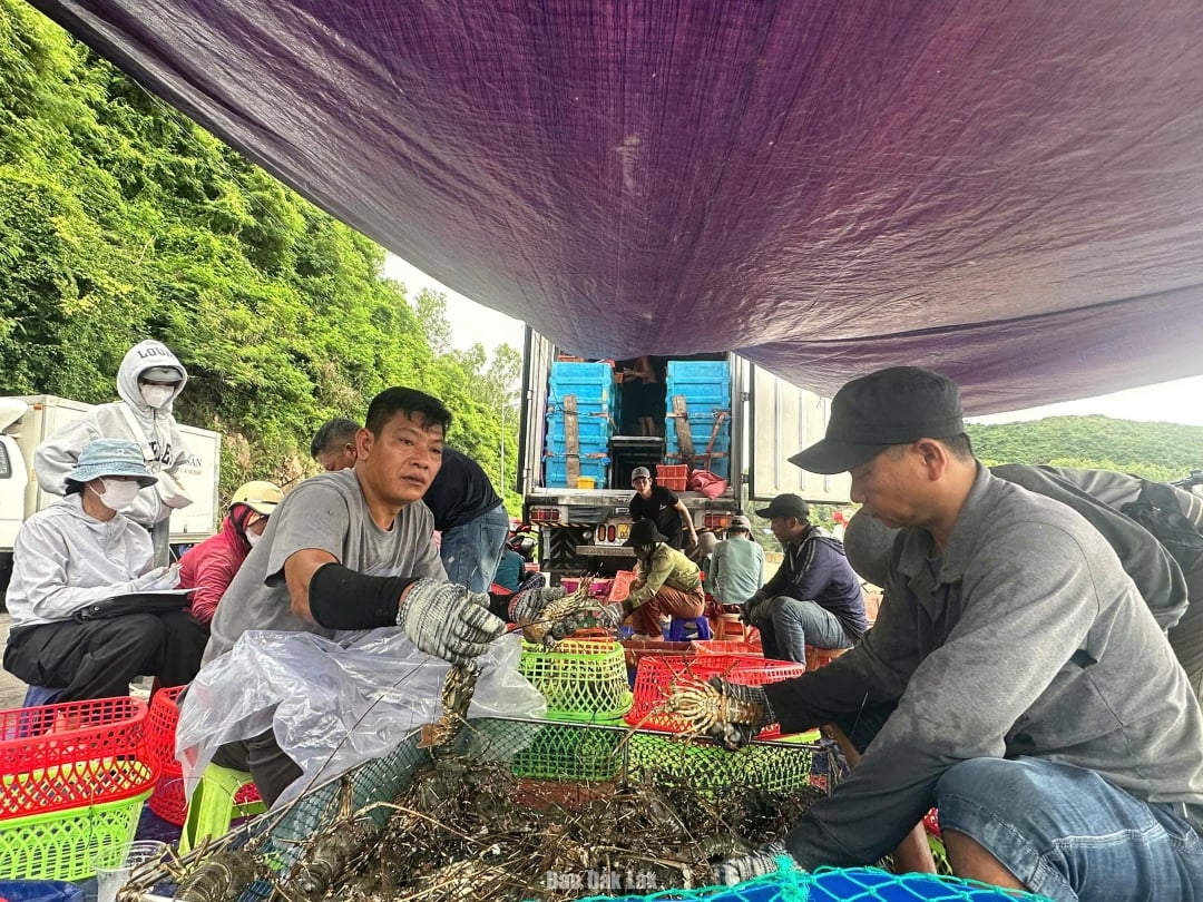 Garnalenkwekers in de wijk Xuan Dai zijn druk bezig met het oogsten van kreeften voordat storm nr. 13 de kust nadert. Foto: Dang Du