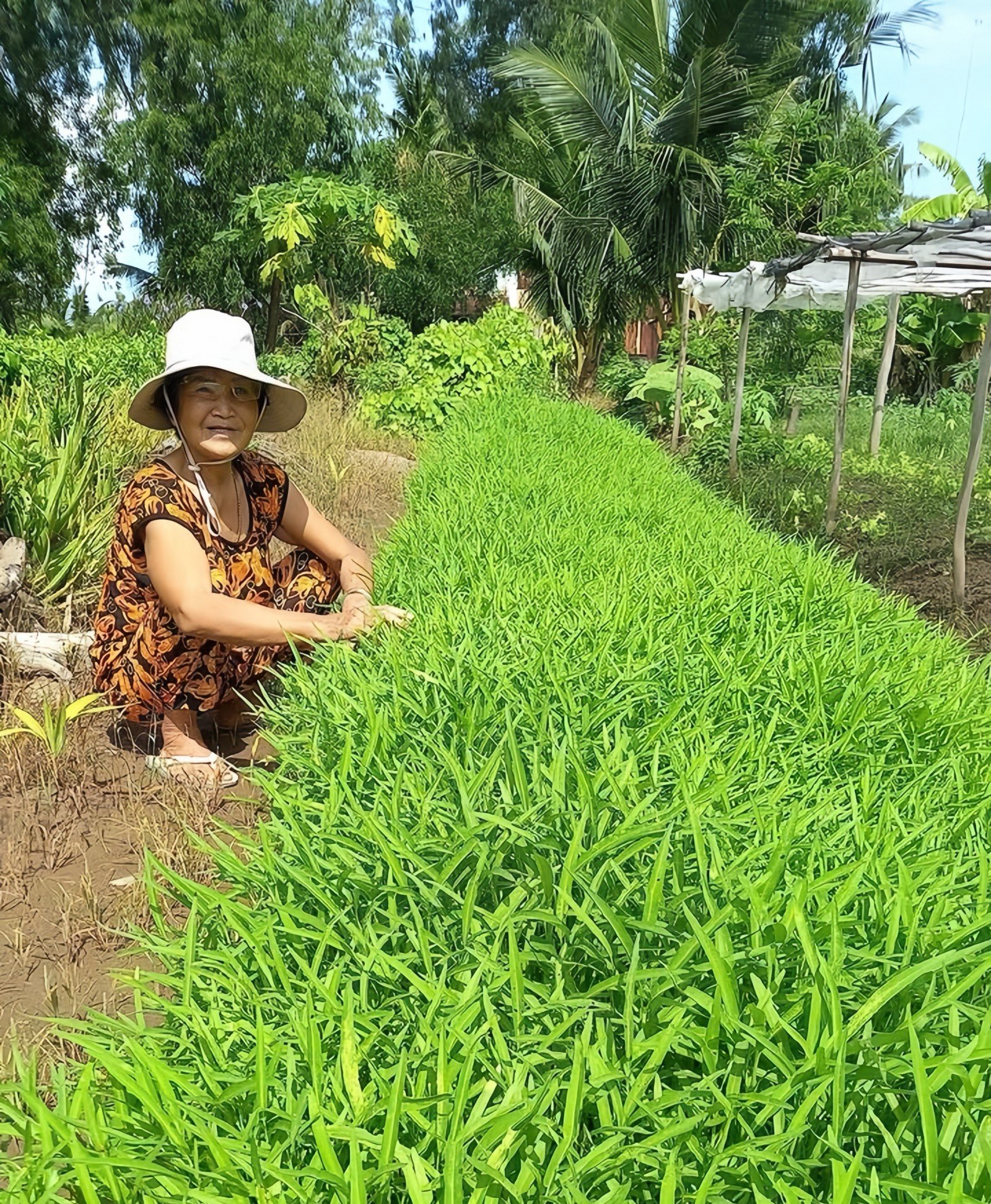 Чисті овочі жінок з хутора Фонг Луу