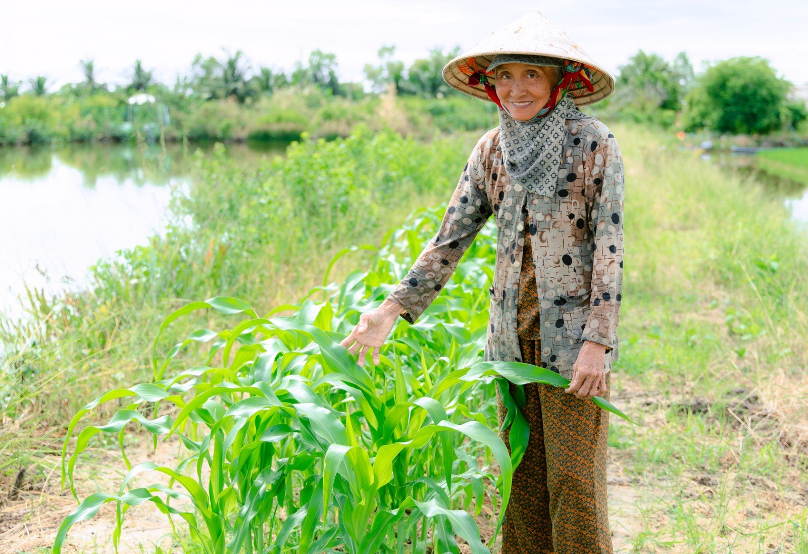 Чисті овочі жінок з хутора Фонг Луу