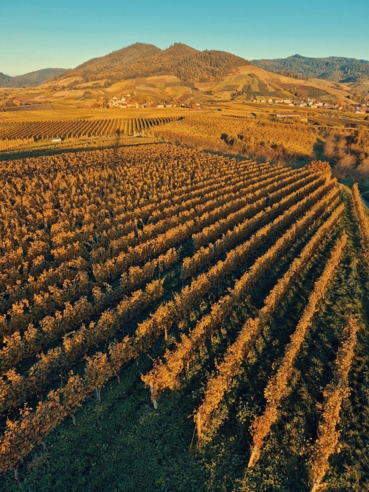 Pemandangan musim luruh daun kuning di kawasan Black Forest, Jerman.
