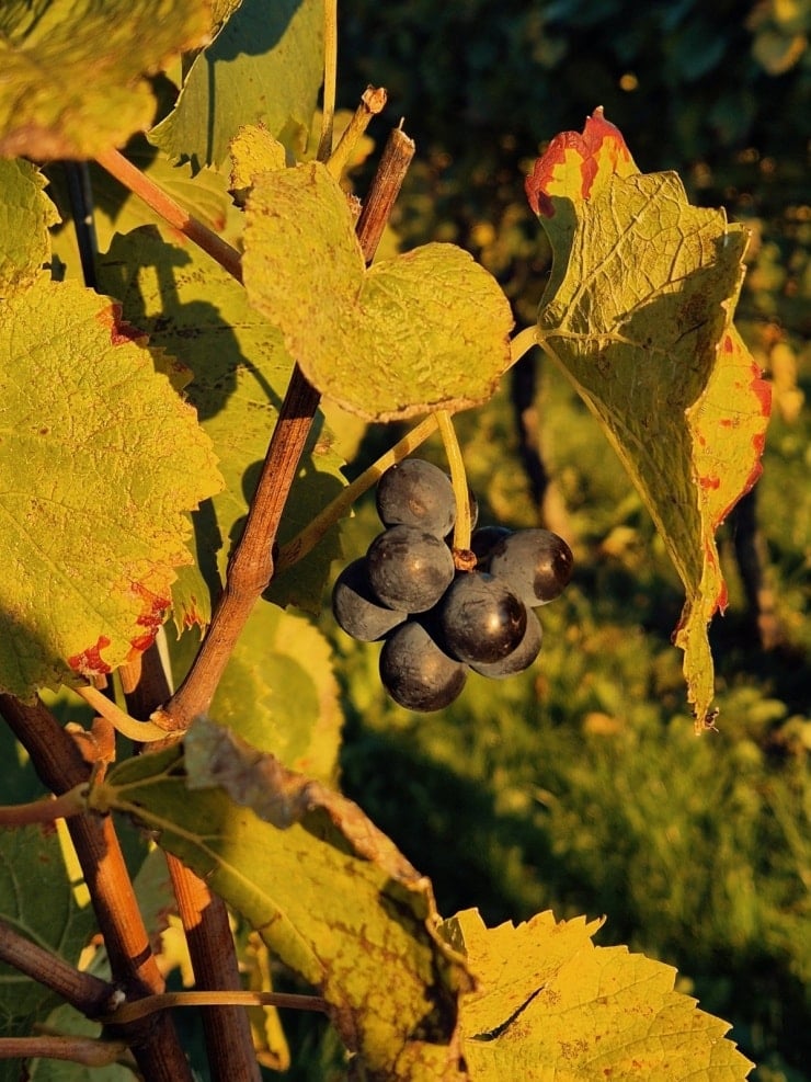 Sekotak raspberi merah dijual di kedai tempatan.