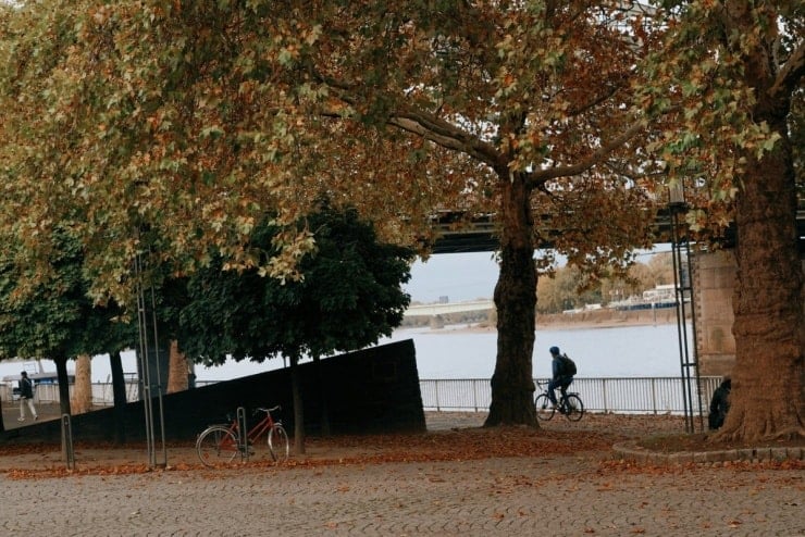 Daun di sepanjang Sungai Rhine di Cologne bertukar warna.