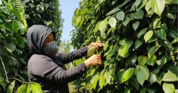 Giá tiêu hôm nay 6/11/2025: Thị trường lặng sóng