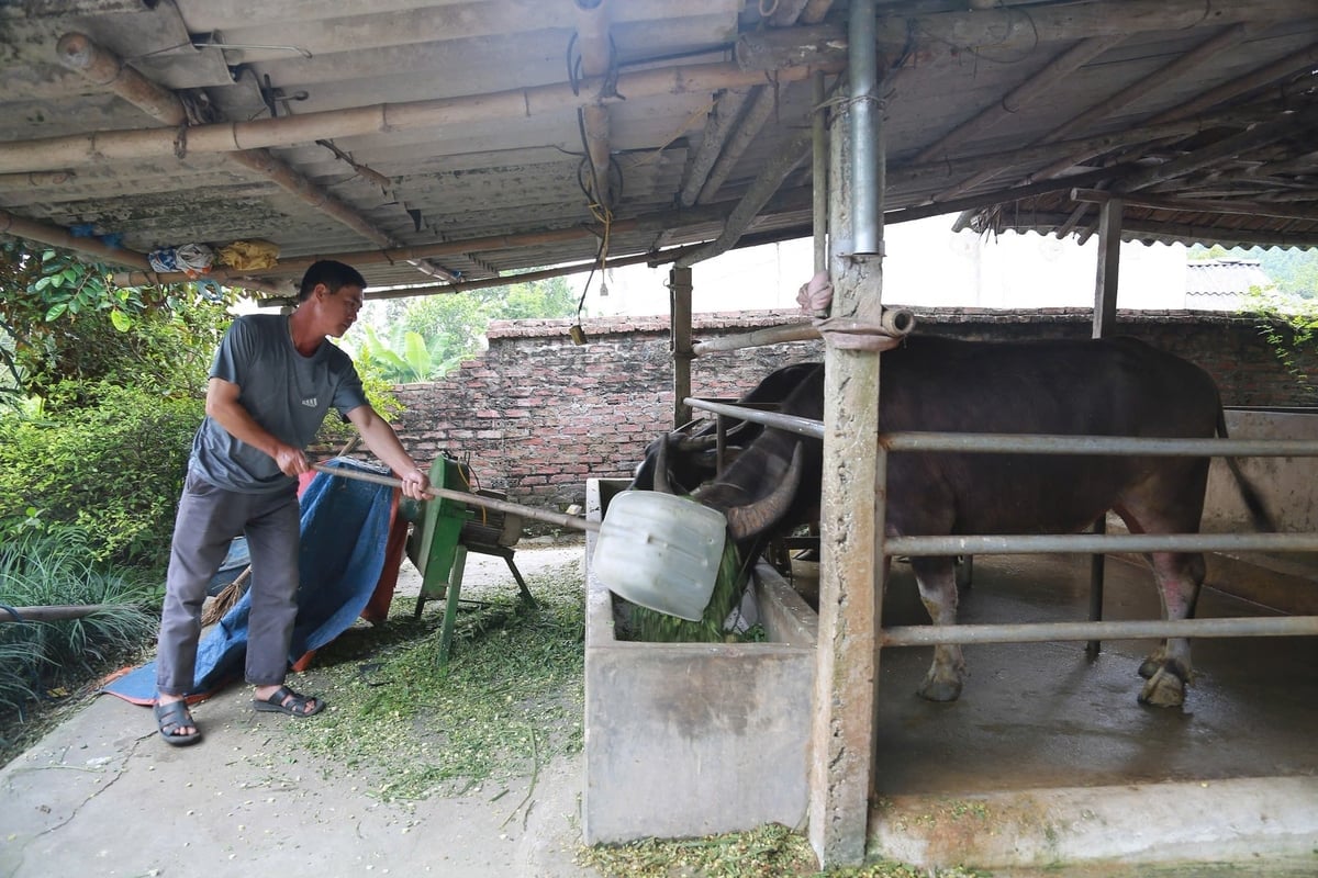 Vào mùa khô ông Bùi Thanh Tự luôn chủ động nguồn thức ăn cho trâu để tăng sức đề kháng. Ảnh: Thanh Ngà.