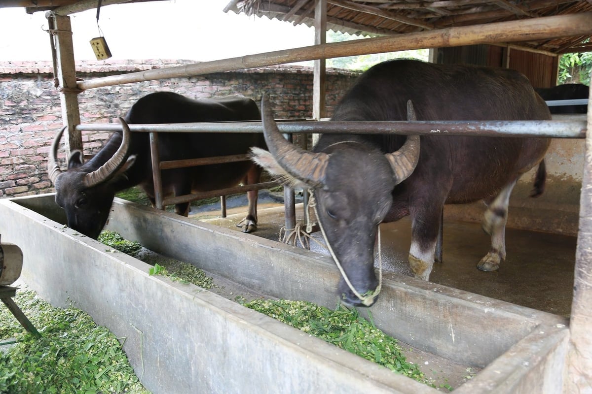 Chuồng trại chăn nuôi cũng được dọn dẹp vệ sinh thường xuyên. Ảnh: Thanh Ngà.