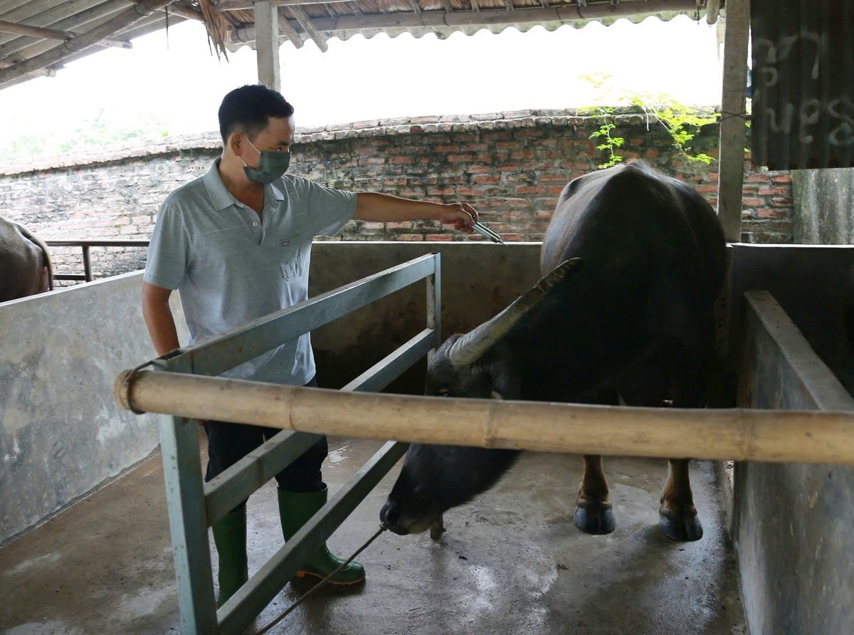 Công tác tiêm phòng được triển khai theo từng đợt cụ thể, có sự giám sát chặt chẽ của cán bộ thú y và tổ dân phố nhằm tránh bỏ sót hoặc tiêm trùng lặp. Ảnh: Thanh Ngà.