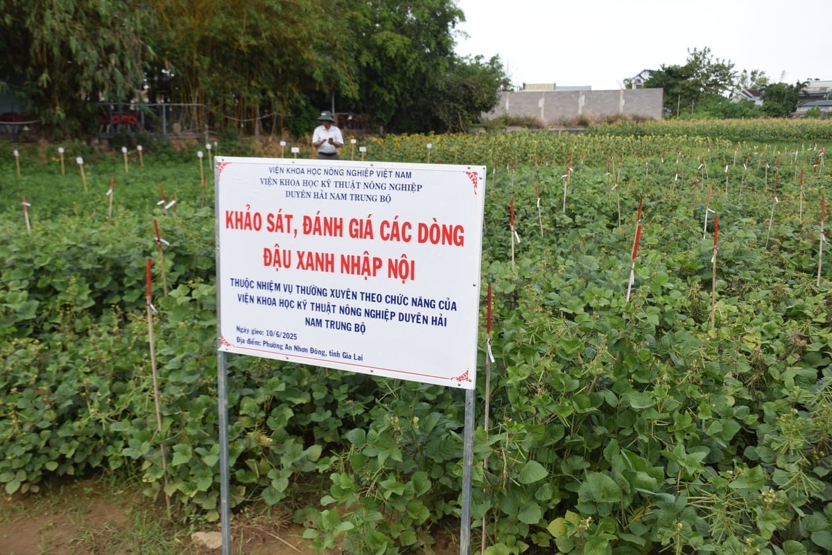 Mô hình đánh giá các dòng đậu xanh nhập nội do ASISOV triển khai. Ảnh: V.Đ.T.